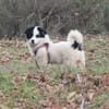 Hundekind sucht Bestplatz