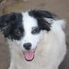 Hundekind sucht Bestplatz