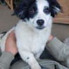 Hundekind sucht Bestplatz