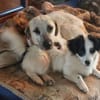 Hundekind sucht Bestplatz