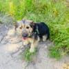 Roschka sucht ein Zuhause