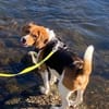 PIPPO-charmanter,verschmusterBeagle-Rüde