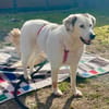 Knuffige Karo sucht ihre Lieblingsmensch