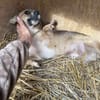 PEPITA  unsere kleine Maus