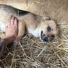 PEPITA  unsere kleine Maus