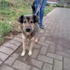Liebe Hundeomi KATE sucht ♥