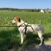Meyra 62 cm (Pflegestelle)