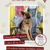Ronja sucht ein Zuhause / Pflegestelle