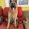 Ronja sucht ein Zuhause / Pflegestelle
