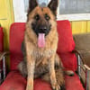 Ronja sucht ein Zuhause / Pflegestelle