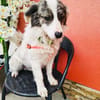 Snoopy ein lieber Kokoni Mix
