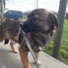 MADDOX   kleines 5monatiges Hundekin