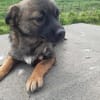 MADDOX   kleines 5monatiges Hundekin