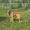 Rhaza, stubenreine Hündin, ca. 5 Jahre