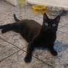 Schatz Negrito bei München (ALO)