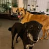 Senior Rico sucht ein Zuhause