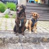 Aceto 🧡langhaariger Segugio in Pflegest