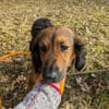 Roma 🧡 auf Pflegestelle in Deutschland