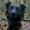 SNYPI