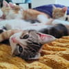 Babou
