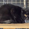 Goupil [Fiv+]