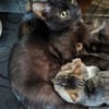 BAGHEERA