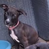 ARONA , chiot femelle Berger Créole