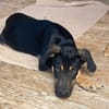 CLINT, chiot mâle Berger Créole