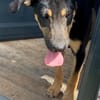 CLINT, chiot mâle Berger Créole