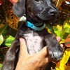 DOWY , chiot mâle Berger Créole