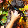 DOWY , chiot mâle Berger Créole