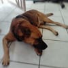 KARAMELO, Mâle BERGER CRÉOLE