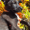 KELINA , chiot femelle Berger Créole