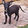 KELINA , chiot femelle Berger Créole