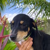 MANEA , chiot femelle Berger Créole