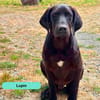 Lupin
