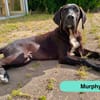 Murphy