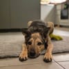Rudi