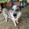 ROCO