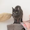 CATINESA