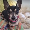 ZIGGY le petit pinscher