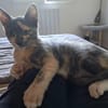 BABETH Chaton femelle type européen