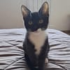 BAGHERRA, chaton femelle type européen