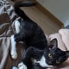 BAGHERRA, chaton femelle type européen