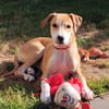CARAMELA, Chiot Berger Créole