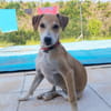 CARAMELA, Chiot Berger Créole