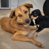 RILEY, Berger Créole junior femelle