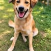 RILEY, Berger Créole junior femelle