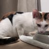 CHAT–KIRA, chaton femelle européen