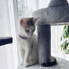 CHAT–KIRA, chaton femelle européen